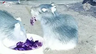 Preview 2 Capybaras Eating Effects