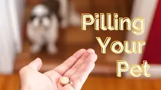 Tips on Pilling Your Dogs and Cats