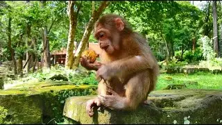 Went She hungry-BELA monkey made a good sound