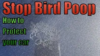 How To Remove Bird Poop Etchings From Your Car. 
