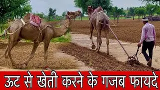 राजस्थान की भूमि शुद्ध इसलिए है 👍 churu rajasthan farmers 👍@farminggeographylive