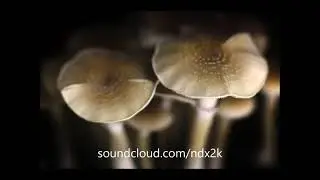 Psilocybin Asylum (Beat For Lease/Sale) [2019]