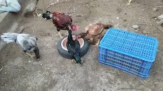 type of aseel bird's growth day by day & breeding process #aseel#birds#video#youtube