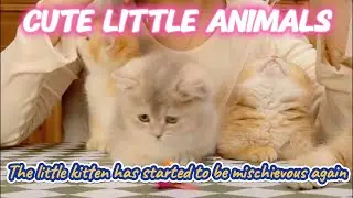 cute little animals | That group of cute little cats, how adorable they are......