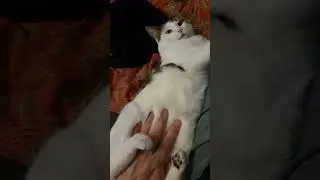 Hannibal - extended tummyrub & chin-tikkles.