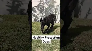 Personal protection Dutch Shepherd #dog #dutch #shepherd #knpv #ppd #police #policek9 #cmk9 #shorts