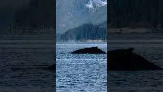 Alaskan Wilderness Chichagof Island 2024