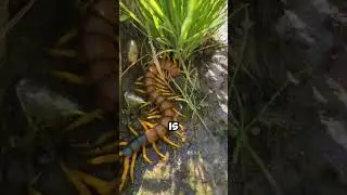 😳 Избегайте этого ядовитого существа! 🐍 #шорты #сороконожка