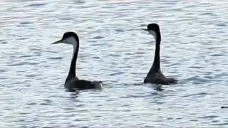 Western grebes