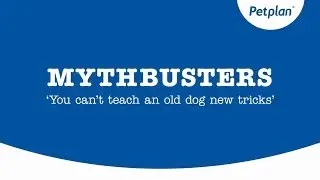 Can you teach old dogs new tricks? - Behaviour & training | Petplan
