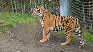 Meet Tacoma's New Tiger, Mawar