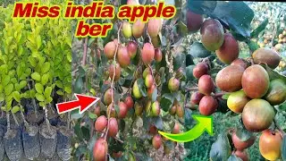 Miss india apple ber plant farming // successful //new video 🌿 / contact ☎️7076744603...