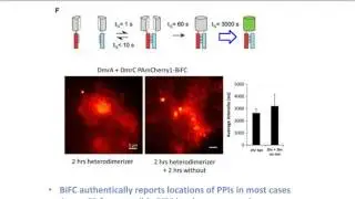 Strategies for Studying Protein-Protein Interactions