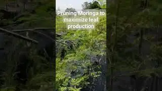 Prune Moringa Trees regularly to help stimulate new growth and leaf production #moringa #moringatree