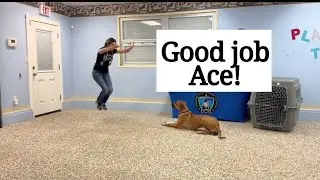 Ace - Board and Train
