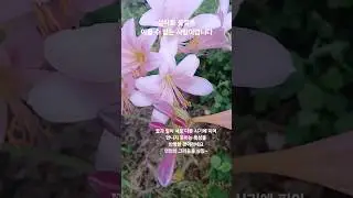 이룰수 없는 사랑~상사화#shorts#flower#상사화#꽃