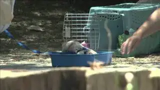 Wildlife Waystation 