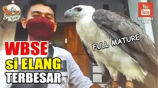 WBSE : Elang Terbesar Indonesia / Biggest Indonesian Sea Eagle #1