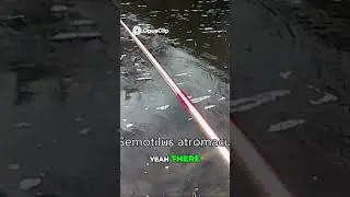 Spotting a Common Shiner Fish-The 3 Silver Stripes Secret!