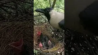 Nesting Instincts: Documenting the Daily Lives of Crow Chicks