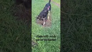 Hund buddelt🤗#adoptdontshop#pflegestelleleipzig#tierschutzhund#fiete#stra&szlig;enhund#fiete#m&auml;usejagd