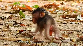 Mom Brinn left new baby Bobby walking alone