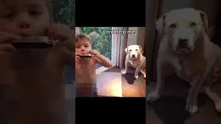 DOG ANNOYED BY KID PLAYING HARMONICA