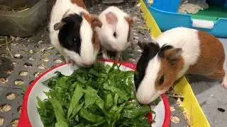天竺鼠晚餐开动咯！Dinner time for guinea pigs family!