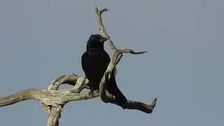 Carrion Crow ejects a pellet