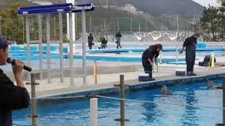 Vlog 3-SeaWorld  in Geoje