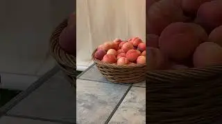 DO YOU WANT SOME PEACHES? #gardeningmakesmehappy #gardentalk #gardenanswer #gardeningvideo #shorts