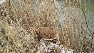 Кутан Дагестанский. 2018. #2