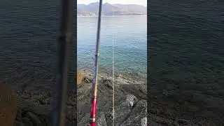 SHIMANO SEPHIA SS
