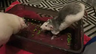 Rat pea fishing