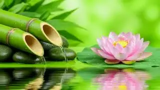 Calming Music for Sleep and Meditation &ndash; Nature&rsquo;s Harmony for Mind, Body, and Spirit Healing