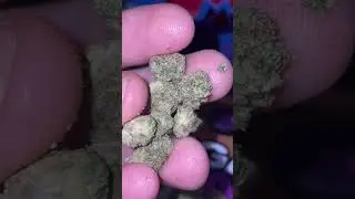 These Chem Dog 91 X GSC buds look beautiful asf 😱🥹⛽️✅💚 @jkdistributionofficial #stonerfam