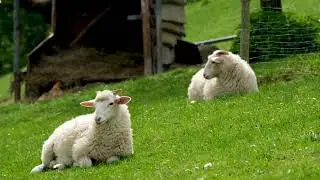 EID AL ADHA- QURBANI DUMBA, SHEEP, NATURE, WHITE BEAUTY, VIEW WOW.
