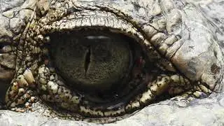 'BOSS CROC' - The Gigantic Saltwater Crocodile @ Parry's Lagoon