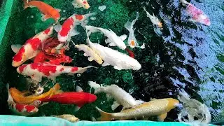Koi pond leaking & building a new concrete pond