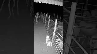 Dog Charges a Shadow Figure Caught on Night CCTV 😨🐕