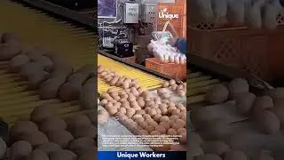 Farming for beginners: a simple guide to egg packing
