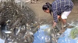 Catching million fish|Life in the province of Ifugao, Philippines