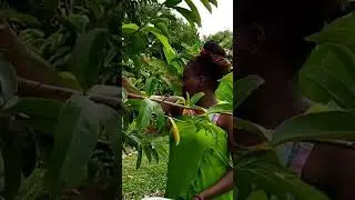 African Mom Harvests Soursop Leaves for Healing Tea Nature&rsquo;s Wellness#Shortsfeed, #viralshorts