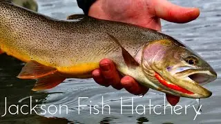 Jackson Hole Wyoming Tour! (Fish Hatchery)