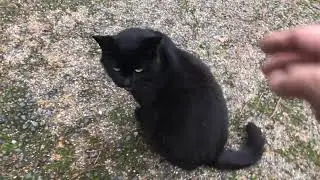 Black Cat Demanded