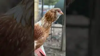 I think the song meant to say turkey.😂🤣#TheChicksWithChickens #chickens #turkey
