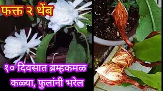 या खताच्या वापराने ब्रम्हकमल फुलांनी भरून जाईल||Organic fertilizer|| #spgardeningmarathi