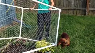 Garden Fence