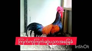 ကြက်ကုကြက်ဆွဲပညာ အခြေ ခံ