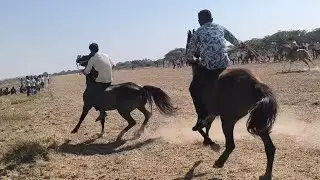 Logo ki bhid dekh kr dhoda huva bee kabu 🐴🐴🐴🐴🐴😯😯 or Mardi aek bujurk ko lat #viralvideo 